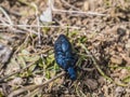 Oil beetle or Meloe  typically flightless, without functional wings, and shortened elytra Royalty Free Stock Photo