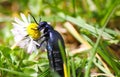 Oil beetle meloe violaceus