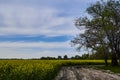 Oil colors in a rapeseed field with blue sky and clouds. Yellow field in bloom, a broken country road leads to it Royalty Free Stock Photo