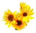 Light tender air petals flew around the yellow sunflower fresh i