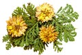 Oil draw illustration of set dry pressed yellow chrysanthemum on