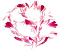 Oil draw perspective peony petals isolated on white Royalty Free Stock Photo