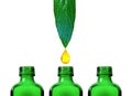 oil droplet from green pointy waxy leaf dripping into small green medicine bottle. essential oils.