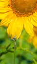 Oil flowing from sunflower head