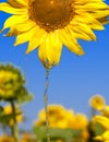 Oil flowing from sunflower head