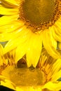 Oil flowing from sunflower head Royalty Free Stock Photo