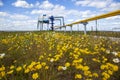 Oil, gas industry. Group wellheads and valve armature, Gas valve, Gas well of high pressure, wild daisies against a background of Royalty Free Stock Photo