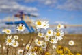 Oil, gas industry. Group wellheads and valve armature, Gas valve, Gas well of high pressure, wild daisies against a background of