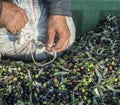 Oil and olives Cilento. Campania. Aquara (It). Extra virgin olive. Production Stage. delivery of the olives.