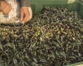 Oil and olives Cilento. Campania. Aquara (It). Extra virgin olive. Production Stage. delivery of the olives.