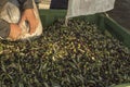 Oil and olives Cilento. Campania. Aquara (It). Extra virgin olive. Production Stage. delivery of the olives.