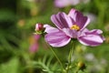 Oil Paint paper Dark Pink white Cosmos Flowers Royalty Free Stock Photo