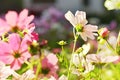 Oil Paint Dark Pink white Cosmos Flowers Royalty Free Stock Photo