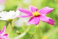 Oil Paint Dark Pink white Cosmos Flowers Royalty Free Stock Photo