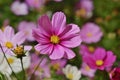 Oil Paint paper Dark Pink white Cosmos Flowers Royalty Free Stock Photo