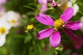 Oil Paint paper Dark Pink white Cosmos Flowers Royalty Free Stock Photo