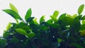 Oil painted Ficus leaves background under the sky