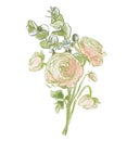 Oil painting abstract bouquet of ranunculus and eucalyptus. Hand painted floral composition isolated on white background