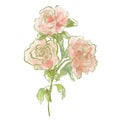 Oil painting abstract bouquet of rose and peony. Hand painted floral composition isolated on white background. Holiday