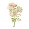 Oil painting abstract bouquet of rose and ranunculus. Hand painted floral composition isolated on white background