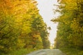 Oil painting of autumn landscape through the forest. A painting of the fall. Yellowing and blushing leaves of autumn leaves