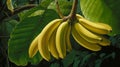 Vibrant Hyperrealistic Banana Painting In A Leafy Field