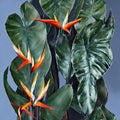 Oil painting of beautiful orange birds of paradise flowers with  tropical leaves monstera ai generative art Royalty Free Stock Photo