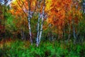 oil painting birch in the middle of  grass in autumn Royalty Free Stock Photo