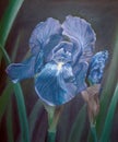 Oil painting of blue iris flower on black background, nature, art Royalty Free Stock Photo