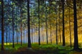 Sun in forest. Illustranion Green spring trees in forest. Beautiful magic landscape