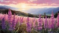 Provence Morning: Illuminated Landscapes Of Lavender Flowers Near The Mountains