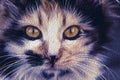 Closeup of tabby cat face. Fauna background.Pets and lifestyle concept Royalty Free Stock Photo