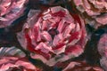 Oil painting close-up flower. Big red violet flowers rose peony closeup macro on canvas. Modern Impressionism.