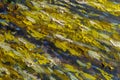 Oil painting close-up fragment. Big yellow brown blue paint strokes closeup macro on canvas