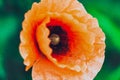 Oil painting  Close up of a giant red  velvet poppy flower . Selective focus Royalty Free Stock Photo