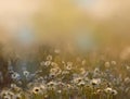 Oil painting flowers, Vintage white daisy flowers in the meadows.