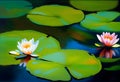 Oil Painting of lilies in the water. Modern art Royalty Free Stock Photo