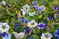Oil painting of morning glory flowers in the garden, Colorful background