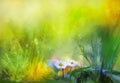 Oil painting nature green grass flowers plants Royalty Free Stock Photo