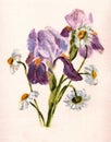 Oil painting on paper irises and daisies on a pink background