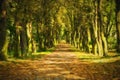 Oil painting pathway through the autumn forest.