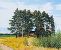 Oil painting - pine in the field, Russian landscape, coniferous forest