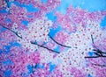 Oil painting of pink cherry blossom. Royalty Free Stock Photo