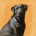 Oil painting portrait of black labrador male Royalty Free Stock Photo