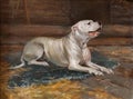 Oil painting portrait of hunting white dog in the shed. Art concept Royalty Free Stock Photo