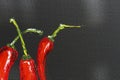 Oil painting red hot chili peppers on canvas. Piece of red chili peppers. Black and red. Oil paints. Close-up. Macro. Copy space. Royalty Free Stock Photo