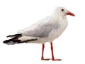 Oil Painting Seagull on White Background