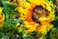 Oil painting, Sunflower flowers. impressionism style, flower painting, still painting canvas, artist painting Royalty Free Stock Photo