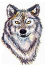 Oil painting wolf head