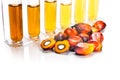 Oil palm biofuel biodiesel with test tubes on white background. Royalty Free Stock Photo